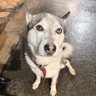  | Raza Husky Siberiano | Encontrado