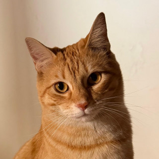 MANDARINO | Raza Doméstico Américano de Pelo Corto | Perdido