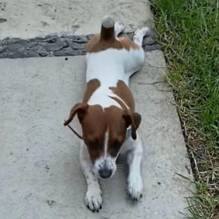 OHANNA | Raza Jack Russell Terrier | Perdida