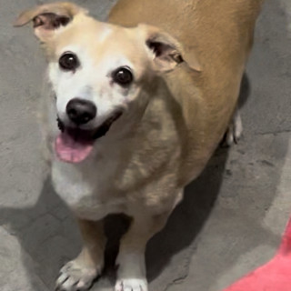 GOHAN | Raza Chihuahua | Final Feliz