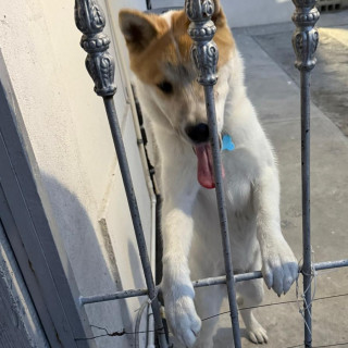 CHASE | Raza Akita Americano   | Perdido