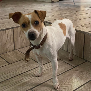  | Raza Mestiza, posible cruza de Jack Russell | Encontrada