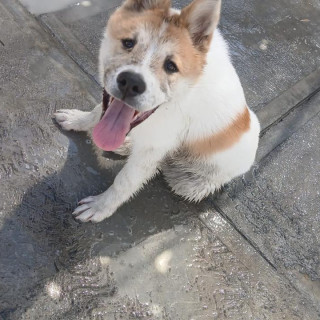 CHASE | Raza Akita Americano   | Perdido