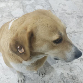 GÜERA | Raza Mestiza, cruza de Labrador | Perdida