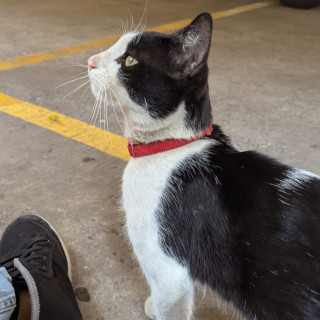  | Raza Doméstico Américano de Pelo Corto | Encontrado