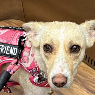 NALA | Raza Mestiza | Perdida