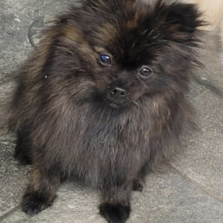 LOTSO Y PELUSA | Raza Pomerania | Perdido