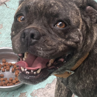  | Raza Mestiza, cruza de American Pitbull Terrier con Bulldog Francés | Encontrada
