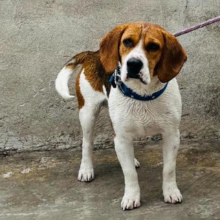 MAX | Raza Beagle | Perdido