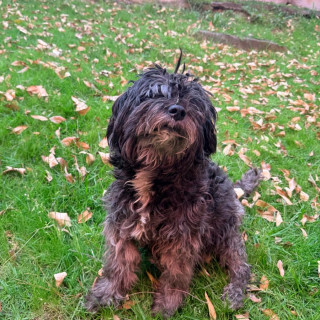 PERRY | Raza Mestiza, cruza de Schnauzer con Shih Tzu | Perdida