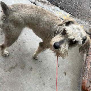  | Raza Schnauzer | Encontrado