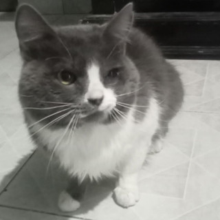 Foto de HERMOSO GATITO