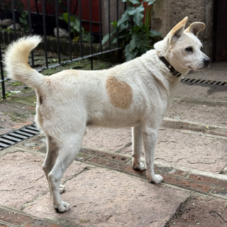  | Raza Criollo | Encontrado