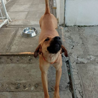 BALI | Raza Mestizo, cruza de Pastor Belga Malinois | Final Feliz