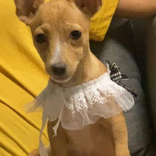 TACKY | Raza Chihuahua | Perdida