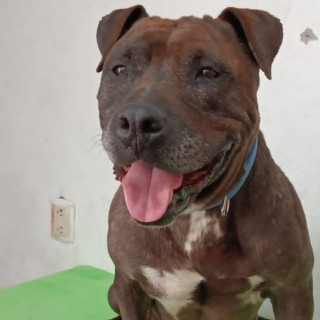  | Raza American Pitbull Terrier | Encontrada