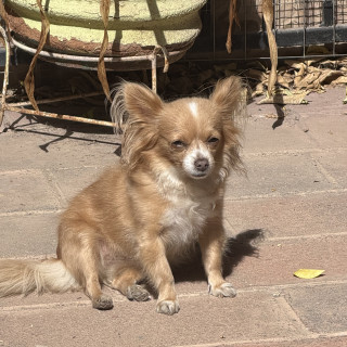 MINNI | Raza Chihuahua de pelo largo | Perdida