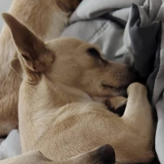 MAKA | Raza Chihuahua | Perdida