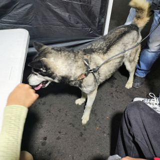  | Raza Husky Siberiano | Encontrado