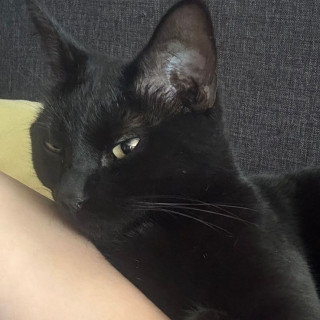 NIÑA | Raza Bombay | Perdida