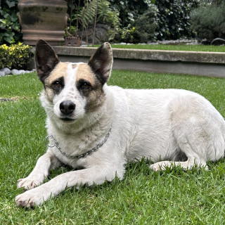  | Raza Mestiza | Encontrada