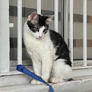 KIRA | Raza Doméstico Americano de pelo semilargo | Perdido