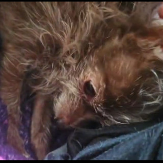 POKIE | Raza Chihuahua de pelo largo | Final Feliz