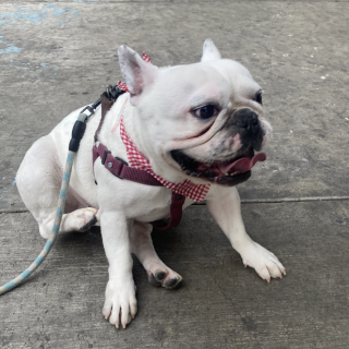 KOBY | Raza Bulldog Francés  | Final Feliz