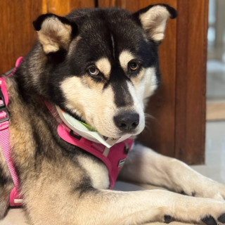 HORACIO | Raza Husky Siberiano | Perdido