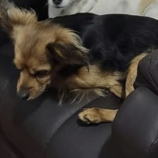 Foto de ARLO