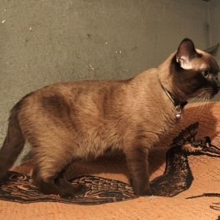 HERSHEY | Raza Siamés Punto Foca | Perdido