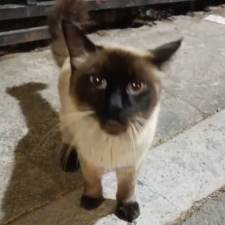  | Raza Siamés Punto Foca | Encontrado