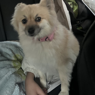 LUKY | Raza Pomerania | Final Feliz