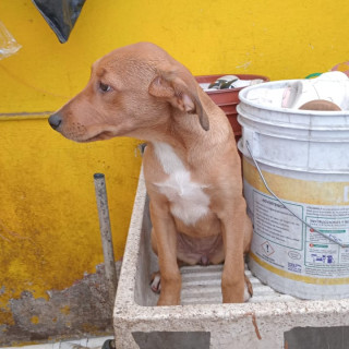 HERMOSA CACHORRA | Raza Mestiza | En Adopción