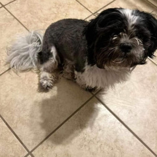 CHORRIADO | Raza Shih Tzu  | Perdido