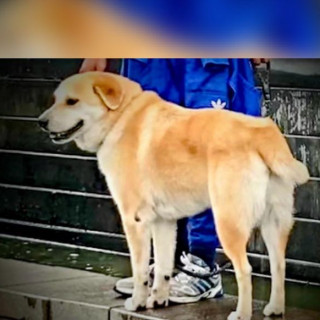 MISHA | Raza Mestizo, Cruza de  Chow Chow | Perdido