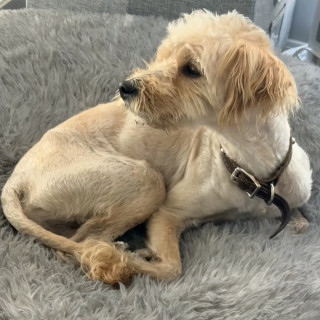  | Raza Mestizo, cruza de French Poodle | Encontrado