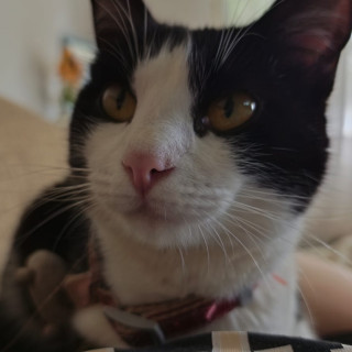 FIANNA | Raza Doméstico Américano de Pelo Corto | Perdida