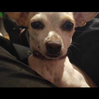 NALA | Raza Chihuahua | Perdida