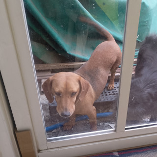  | Raza Dachshund o Salchicha  | Encontrado