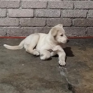 HERMOSO PELUDITO | Raza Mestizo, cruza de Labrador | En Adopción