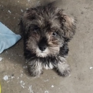 Foto de HERMOSO PELUDITO