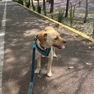 LEO | Raza Mestizo | Perdido