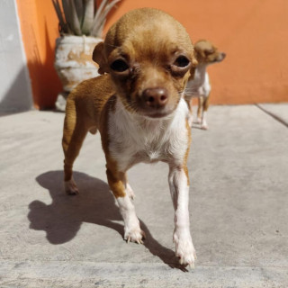 KALA | Raza Chihuahua | Perdida