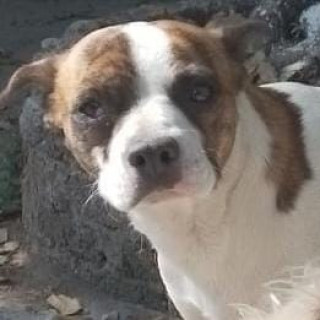 DOMI | Raza Mestiza, cruza de Chihuahua con Fox Terrier | Perdida