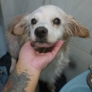 PELUCHE (VIEJITO Y CIEGO) | Raza Mestizo | Perdido