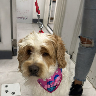  | Raza Mestizo, posible cruza de Cocker | Encontrado