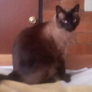 TOÑO | Raza Siamés Punto Foca | Perdido