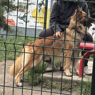  | Raza Mestizo, cruza de Pastor Belga | Encontrado