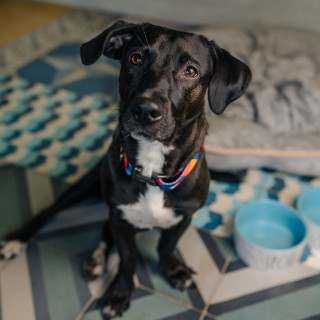 PERRY | Raza Mestizo | Perdido